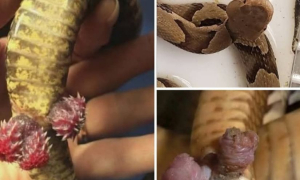 সাপের কেন একাধিক লিঙ্গ থাকে?