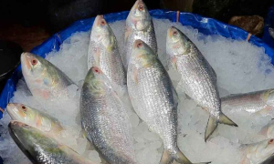 ইলিশে সুখবর