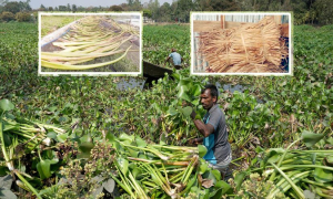 কচুরিপানায় বাজিমাত