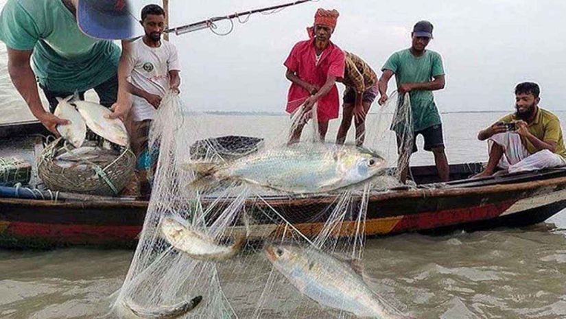 ইলিশ