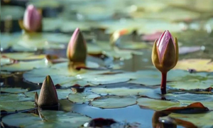 নতুন করে 'শাপলা কলি' প্রতীক যুক্ত করল ইসি