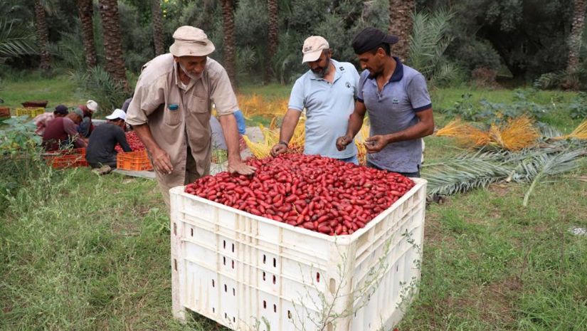 ফিলিস্তিন