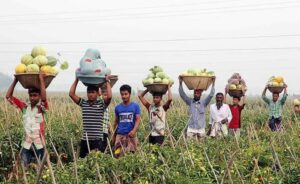 কুমিল্লায় বাঙ্গি চাষ করে স্বাবলম্বী কৃষক