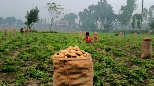 দিনাজপুরে আলুর দামে নাভিশ্বাস