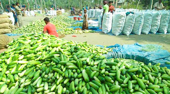 শসার মণ ১শ টাকা, লোকসানে চাষিরা