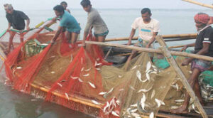 আজ থেকে ২২ দিন ইলিশ ধরা নিষেধ